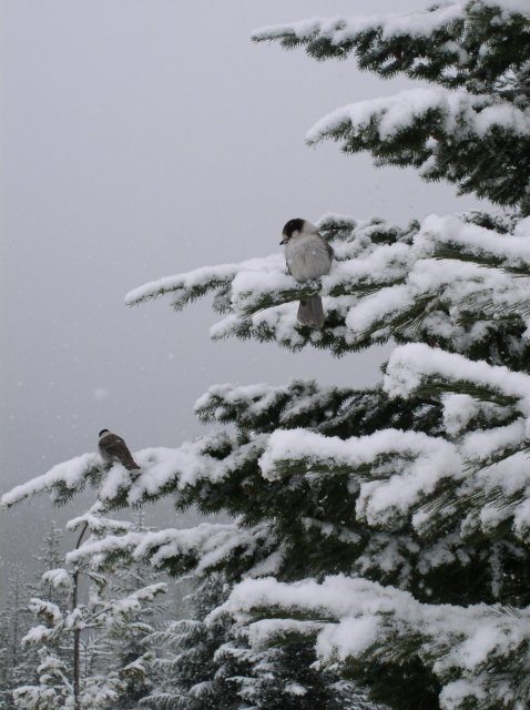 Ghost Ridge-Twin Lakes 015 